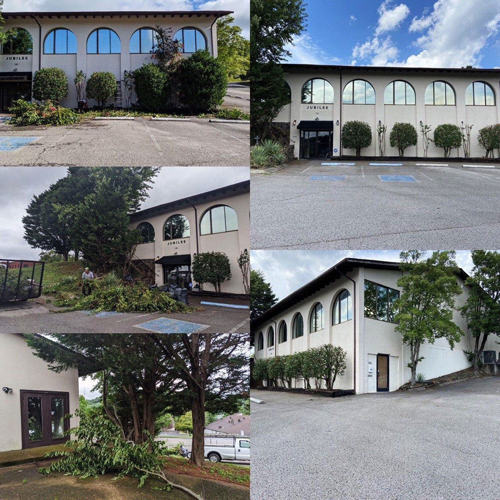 The School Trimmed Trees Extensively.